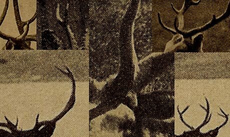 antlercollage.jpg